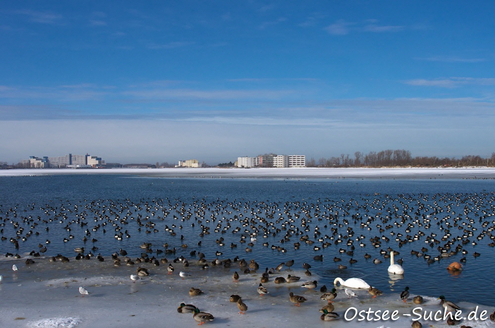 Heiligenhafen Binnensee Winter am Binnensee, viele Vögel auf einer kleinen eisfreien Fläche